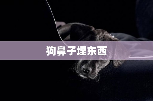 狗鼻子埋東西