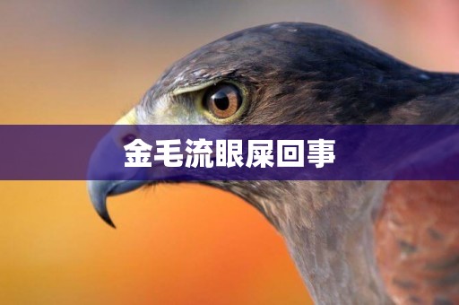 金毛流眼屎回事