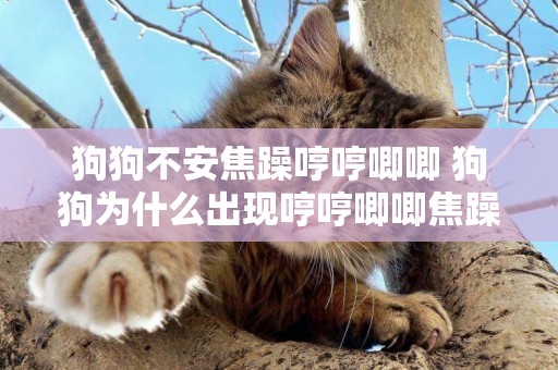 狗狗不安焦躁哼哼唧唧 狗狗為什么出現哼哼唧唧焦躁不安
