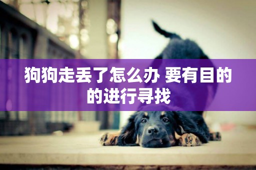 狗狗走丟了怎么辦 要有目的的進行尋找