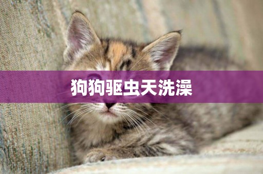 狗狗驅蟲天洗澡