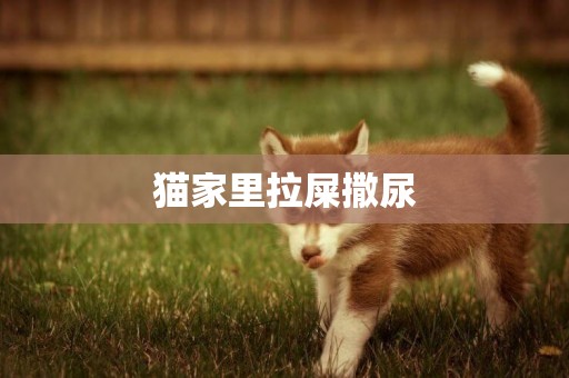 貓家里拉屎撒尿