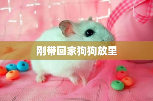 剛帶回家狗狗放里