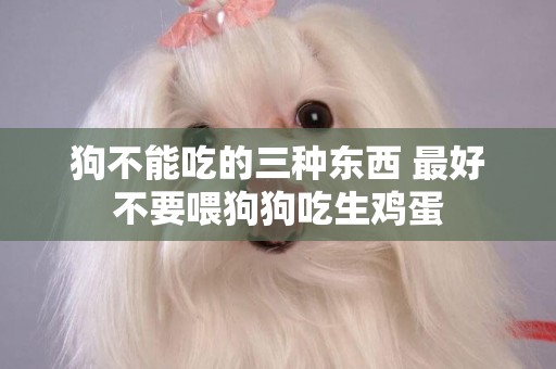 狗不能吃的三種東西 最好不要喂狗狗吃生雞蛋