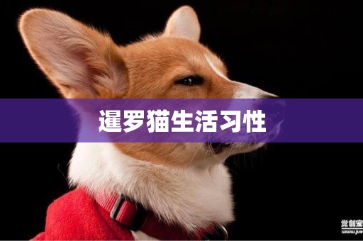 暹羅貓生活習性