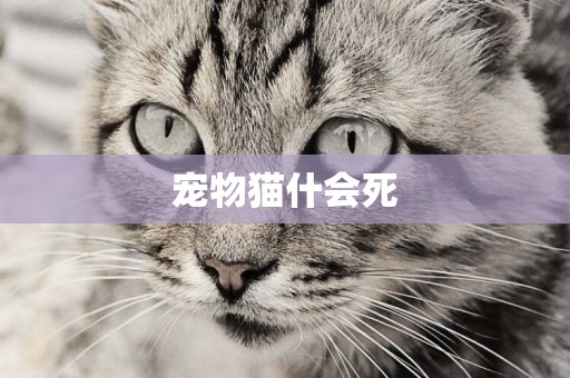 寵物貓什會死
