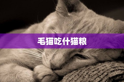 毛貓吃什貓糧
