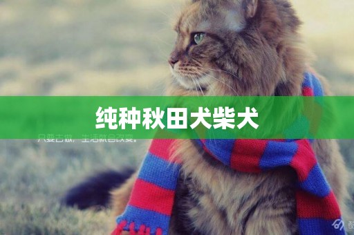 純種秋田犬柴犬
