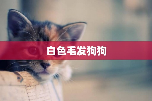 白色毛發狗狗