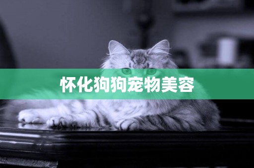 懷化狗狗寵物美容