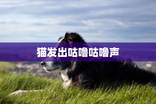 貓發出咕嚕咕嚕聲