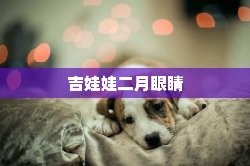 吉娃娃二月眼睛