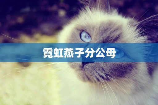 霓虹燕子分公母
