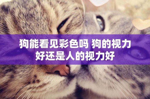 狗能看見彩色嗎 狗的視力好還是人的視力好