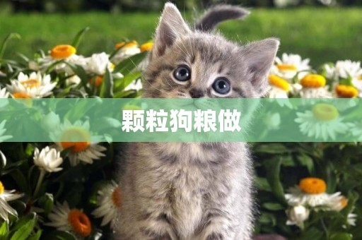 顆粒狗糧做