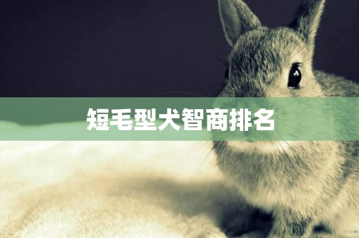 短毛型犬智商排名