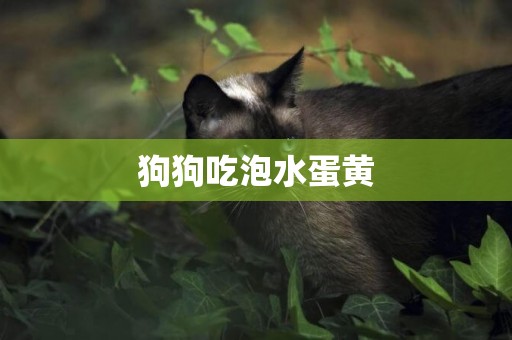 狗狗吃泡水蛋黃