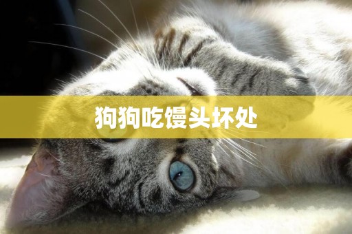 狗狗吃饅頭壞處