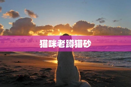 貓咪老蹲貓砂