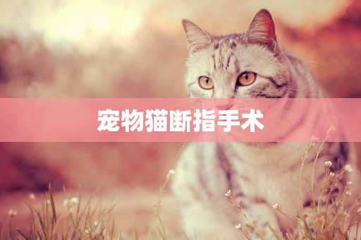 寵物貓斷指手術
