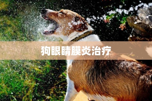 狗眼睛膜炎治療