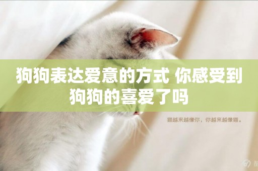 狗狗表達愛意的方式 你感受到狗狗的喜愛了嗎