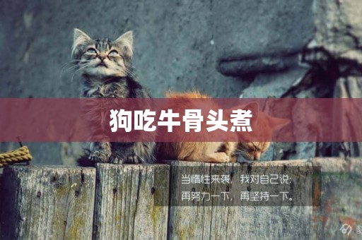 狗吃牛骨頭煮