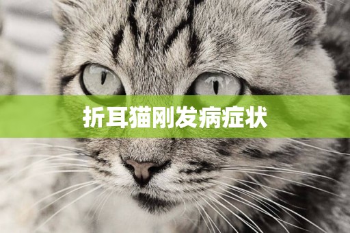 折耳貓剛發病癥狀