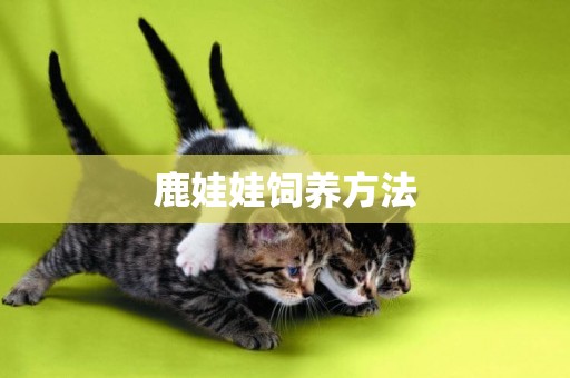 鹿娃娃飼養方法