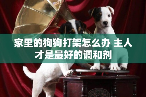 家里的狗狗打架怎么辦 主人才是最好的調和劑