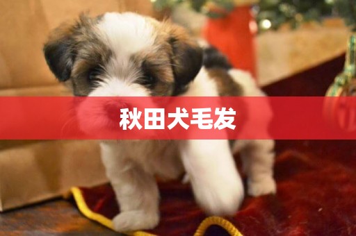 秋田犬毛發