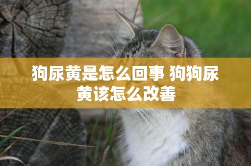 狗尿黃是怎么回事 狗狗尿黃該怎么改善