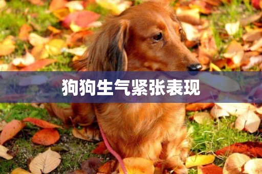 狗狗生氣緊張表現