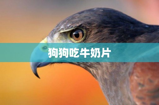 狗狗吃牛奶片