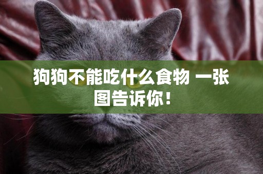 狗狗不能吃什么食物 一張圖告訴你！