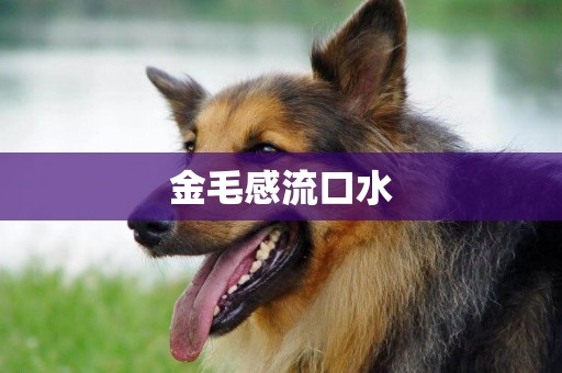 金毛感流口水