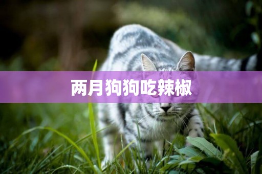 兩月狗狗吃辣椒