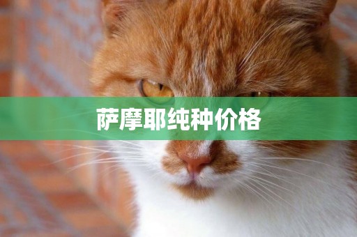 薩摩耶純種價格