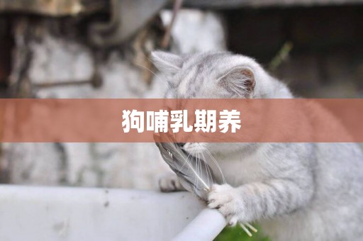 狗哺乳期養
