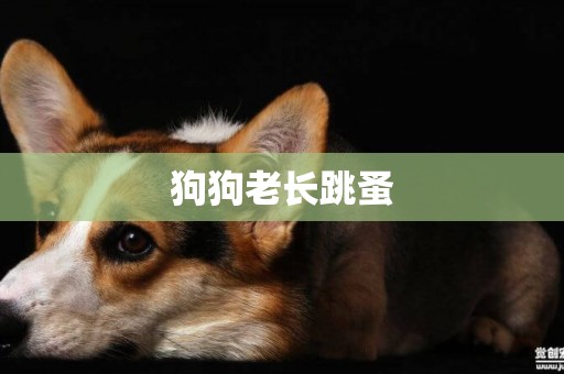 狗狗老長跳蚤