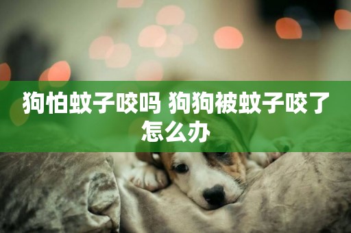 狗怕蚊子咬嗎 狗狗被蚊子咬了怎么辦