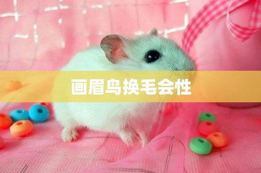 畫眉鳥換毛會性