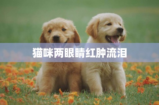 貓咪兩眼睛紅腫流淚