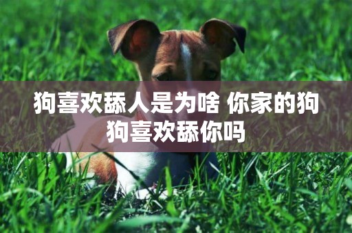 狗喜歡舔人是為啥 你家的狗狗喜歡舔你嗎