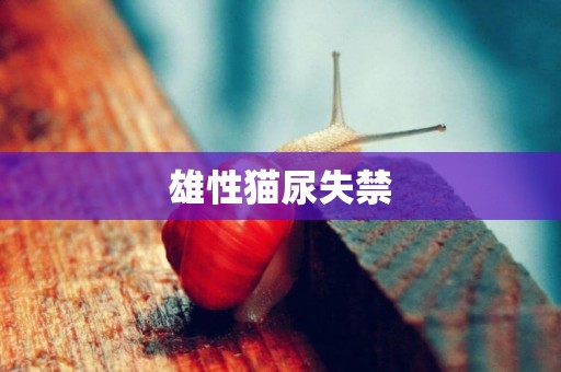 雄性貓尿失禁