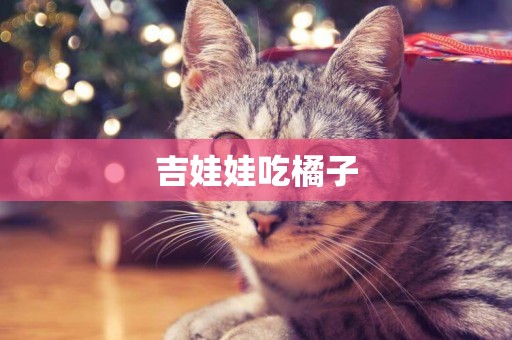 吉娃娃吃橘子