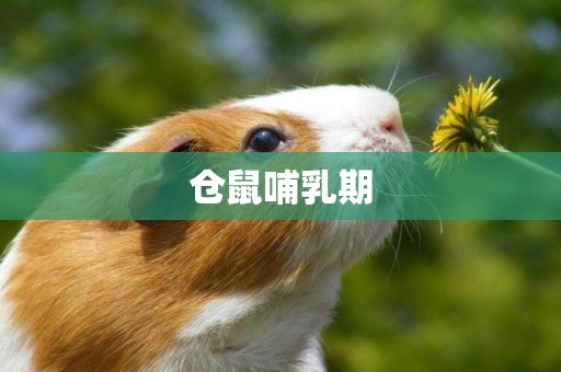 倉鼠哺乳期