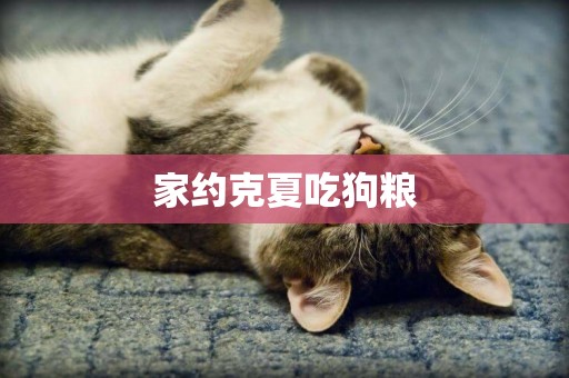 家約克夏吃狗糧