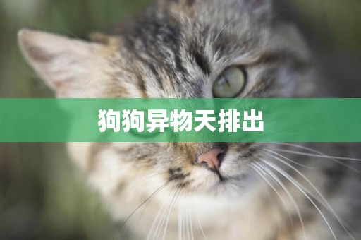 狗狗異物天排出