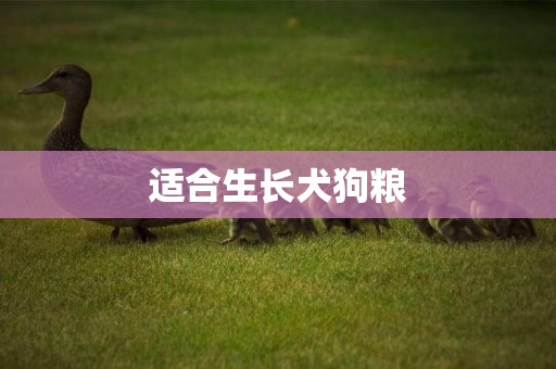 適合生長犬狗糧